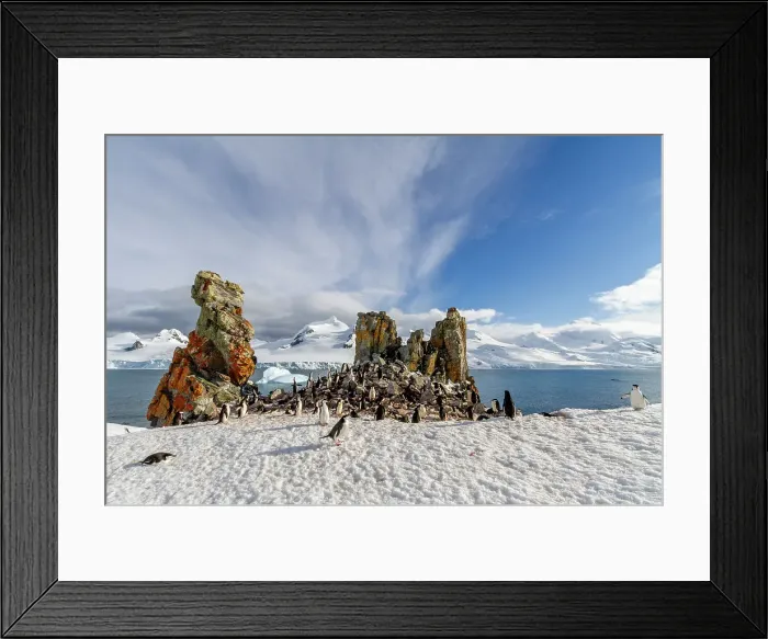 Framed Print : Chinstrap penguins (Pygoscelis antarctica), breeding colony at Half Moon Island, Antarctica, Southern Ocean, Polar Regions Framed Print : Chinstrap penguins (Pygoscelis antarctica), breeding colony at Half Moon Island, Antarctica, Southern Ocean, Polar Regions
