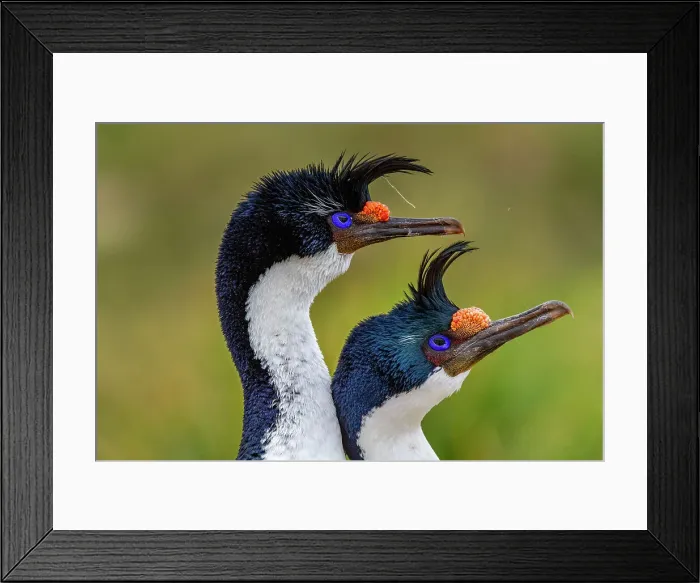 Framed Print : Imperial Shag (Phalacrocorax atriceps), pair exhibiting courtship behavior on New Island in the Falkland Islands, South America Framed Print : Imperial Shag (Phalacrocorax atriceps), pair exhibiting courtship behavior on New Island in the Falkland Islands, South America