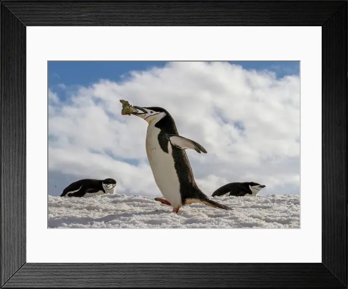 Framed Print : Adult chinstrap penguin (Pygoscelis antarctica), carrying rock in its beak at breeding colony at Half Moon Island, Antarctica, Polar Regions Framed Print : Adult chinstrap penguin (Pygoscelis antarctica), carrying rock in its beak at breeding colony at Half Moon Island, Antarctica, Polar Regions