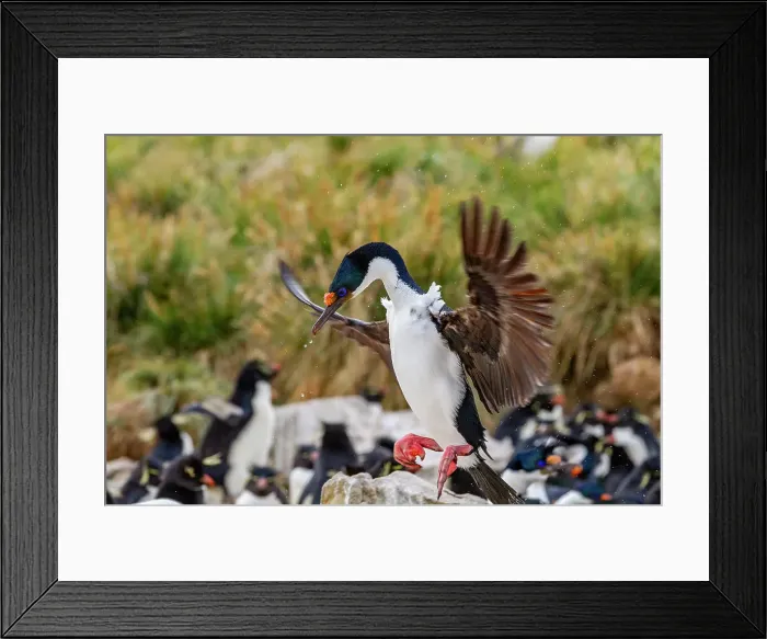 Framed Print : Imperial shag (Phalacrocorax atriceps), returning to the nest on New Island in the Falkland Islands, South America Framed Print : Imperial shag (Phalacrocorax atriceps), returning to the nest on New Island in the Falkland Islands, South America