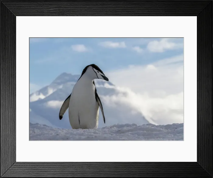 Framed Print : Adult chinstrap penguin (Pygoscelis antarctica), at breeding colony at Half Moon Island, Antarctica, Polar Regions Framed Print : Adult chinstrap penguin (Pygoscelis antarctica), at breeding colony at Half Moon Island, Antarctica, Polar Regions