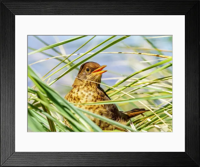 Framed Print : Adult austral thrush (Turdus falklandii falklandii), in the tussock grass on Carcass Island in the Falkland Islands, South America Framed Print : Adult austral thrush (Turdus falklandii falklandii), in the tussock grass on Carcass Island in the Falkland Islands, South America