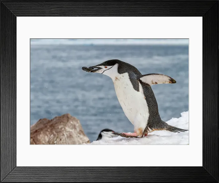 Framed Print : Adult chinstrap penguin (Pygoscelis antarctica), carrying rock in its beak at breeding colony at Half Moon Island, Antarctica, Polar Regions Framed Print : Adult chinstrap penguin (Pygoscelis antarctica), carrying rock in its beak at breeding colony at Half Moon Island, Antarctica, Polar Regions