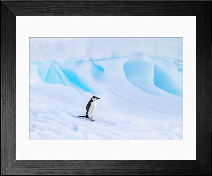 Framed Print : Chinstrap penguin (Pygoscelis antarctica), at breeding colony at Half Moon Island, Antarctica, Southern Ocean, Polar Regions