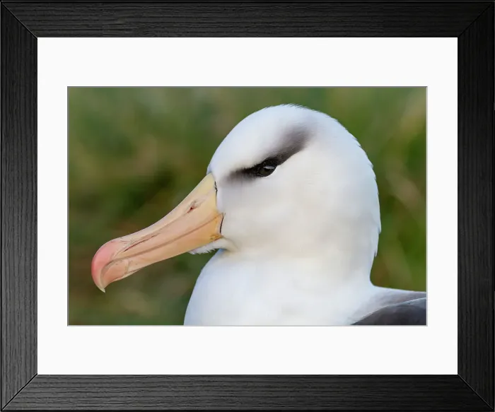 Framed Print : Adult black-browed albatross (Thalassarche melanophrys), close up at nesting site on West Point Island, Falklands, South America Framed Print : Adult black-browed albatross (Thalassarche melanophrys), close up at nesting site on West Point Island, Falklands, South America