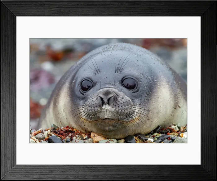 Framed Print : Friendly southern elephant seal (Mirounga leonina), weaner pup close up on the beach at Snow Island, Antarctica, Polar Regions Framed Print : Friendly southern elephant seal (Mirounga leonina), weaner pup close up on the beach at Snow Island, Antarctica, Polar Regions