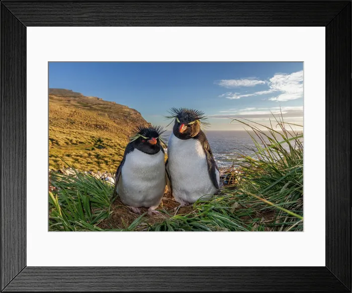 Framed Print : Adult southern rockhopper penguins (Eudyptes chrysocome), at breeding colony on West Point Island, Falklands, South America Framed Print : Adult southern rockhopper penguins (Eudyptes chrysocome), at breeding colony on West Point Island, Falklands, South America