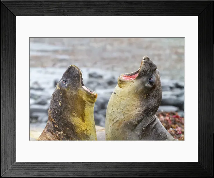 Framed Print : Southern elephant seals (Mirounga leonina), hauled out for their annual catastrophic molt (moult) on the beach at Snow Island, Antarctica, Polar Regions Framed Print : Southern elephant seals (Mirounga leonina), hauled out for their annual catastrophic molt (moult) on the beach at Snow Island, Antarctica, Polar Regions