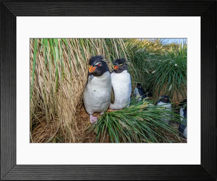 Framed Print : Adult southern rockhopper penguins (Eudyptes chrysocome), at breeding colony on West Point Island, Falklands, South America Framed Print : Adult southern rockhopper penguins (Eudyptes chrysocome), at breeding colony on West Point Island, Falklands, South America