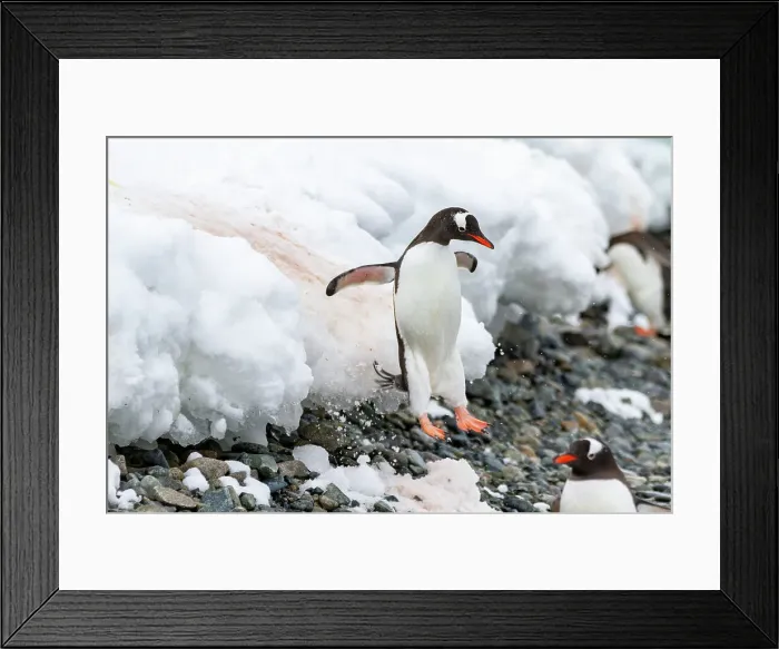 Framed Print : Adult gentoo penguin (Pygoscelis papua), leaping off ice shelf at Cuverville Island, Antarctica, Southern Ocean, Polar Regions Framed Print : Adult gentoo penguin (Pygoscelis papua), leaping off ice shelf at Cuverville Island, Antarctica, Southern Ocean, Polar Regions