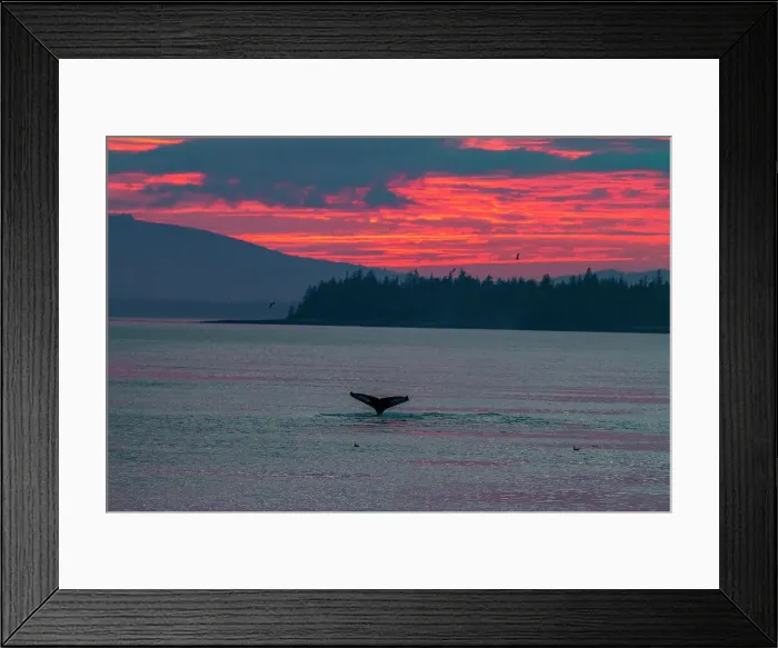 Framed Print : Adult humpback whales (Megaptera novaeangliae) flukes-up dive in Snow Pass at sunset, Southeast Alaska, United States of America, North America Framed Print : Adult humpback whales (Megaptera novaeangliae) flukes-up dive in Snow Pass at sunset, Southeast Alaska, United States of America, North America
