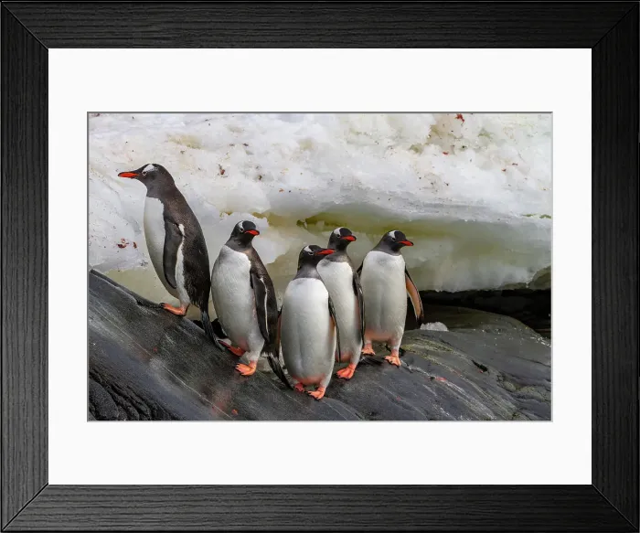 Framed Print : Adult gentoo penguins (Pygoscelis papua), returning and coming from the sea at Booth Island, Antarctica, Southern Ocean, Polar Regions Framed Print : Adult gentoo penguins (Pygoscelis papua), returning and coming from the sea at Booth Island, Antarctica, Southern Ocean, Polar Regions