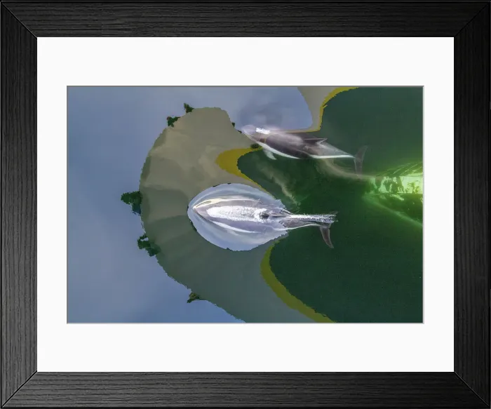Framed Print : Adult Peale's Dolphin (Lagenorhynchus australis), bow-riding near New Island in the Falkland Islands, South America Framed Print : Adult Peale's Dolphin (Lagenorhynchus australis), bow-riding near New Island in the Falkland Islands, South America
