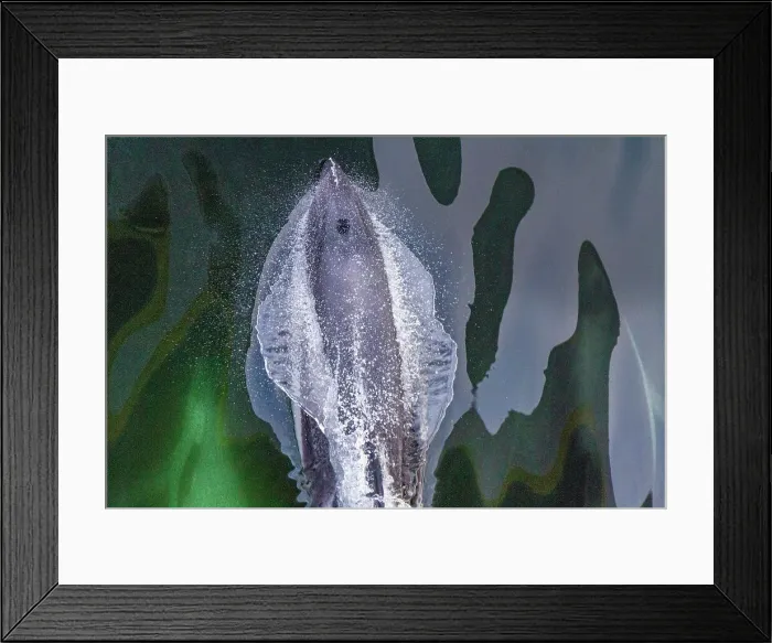 Framed Print : Adult Peale's Dolphin (Lagenorhynchus australis), bow-riding near New Island in the Falkland Islands, South America Framed Print : Adult Peale's Dolphin (Lagenorhynchus australis), bow-riding near New Island in the Falkland Islands, South America