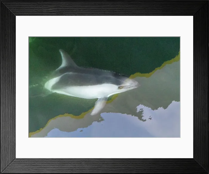 Framed Print : Adult Peale's Dolphin (Lagenorhynchus australis), bow-riding near New Island in the Falkland Islands, South America Framed Print : Adult Peale's Dolphin (Lagenorhynchus australis), bow-riding near New Island in the Falkland Islands, South America