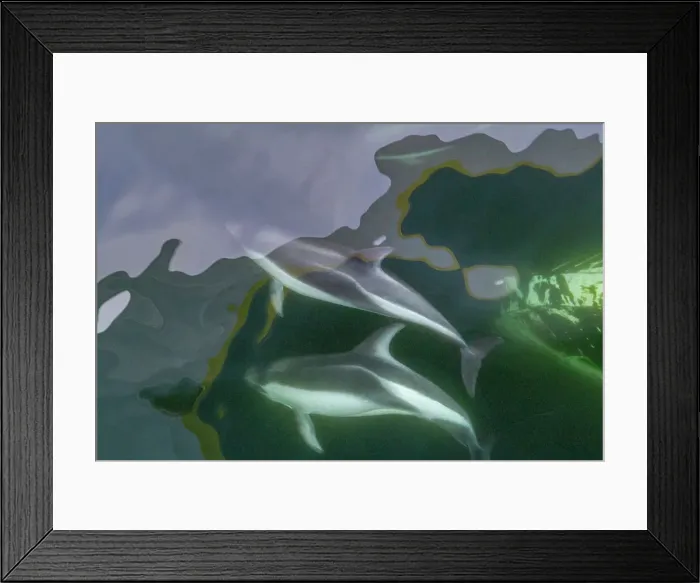 Framed Print : Adult Peale's Dolphin (Lagenorhynchus australis), bow-riding near New Island in the Falkland Islands, South America Framed Print : Adult Peale's Dolphin (Lagenorhynchus australis), bow-riding near New Island in the Falkland Islands, South America