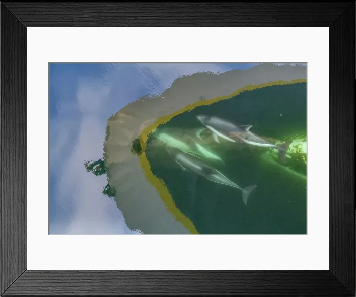 Framed Print : Adult Peale's Dolphin (Lagenorhynchus australis), bow-riding near New Island in the Falkland Islands, South America Framed Print : Adult Peale's Dolphin (Lagenorhynchus australis), bow-riding near New Island in the Falkland Islands, South America