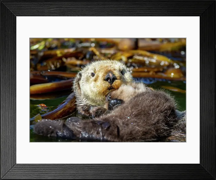 Framed Print : Adult sea otter (Enhydra lutris kenyoni) mother with her pup on her chest in Inian Pass, Southeastern Alaska, Pacific Ocean, United States of America, North America Framed Print : Adult sea otter (Enhydra lutris kenyoni) mother with her pup on her chest in Inian Pass, Southeastern Alaska, Pacific Ocean, United States of America, North America