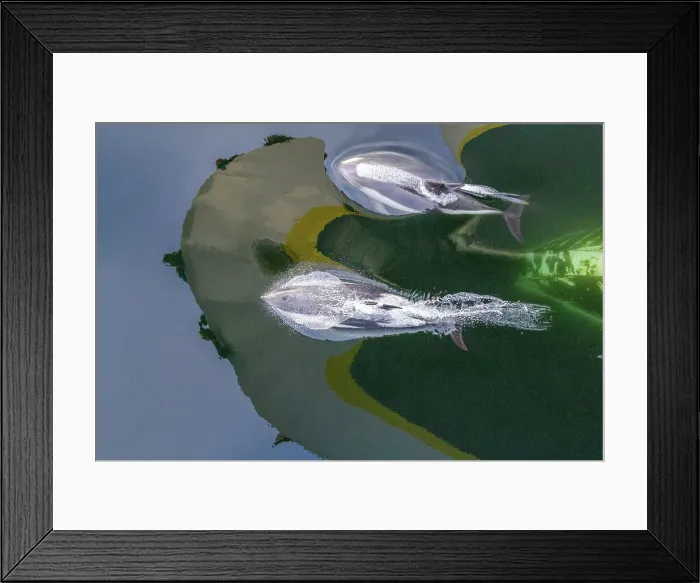 Framed Print : Adult Peale's Dolphin (Lagenorhynchus australis), bow-riding near New Island in the Falkland Islands, South America Framed Print : Adult Peale's Dolphin (Lagenorhynchus australis), bow-riding near New Island in the Falkland Islands, South America