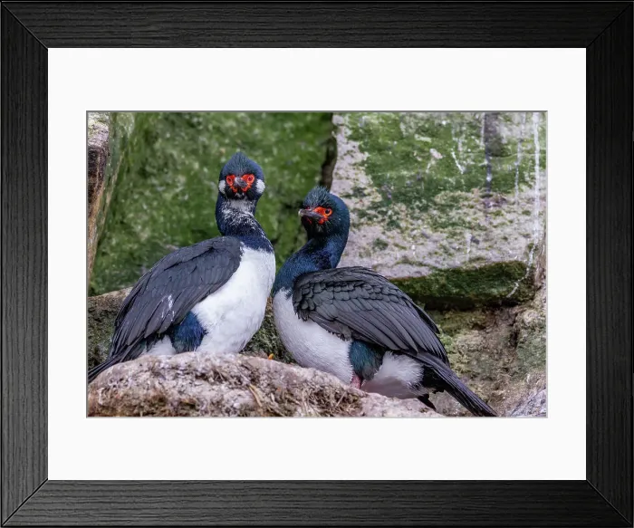 Framed Print : Rock shag (Phalacrocorax magellanicus), pair exhibiting courtship behavior near New Island in the Falkland Islands, South America Framed Print : Rock shag (Phalacrocorax magellanicus), pair exhibiting courtship behavior near New Island in the Falkland Islands, South America