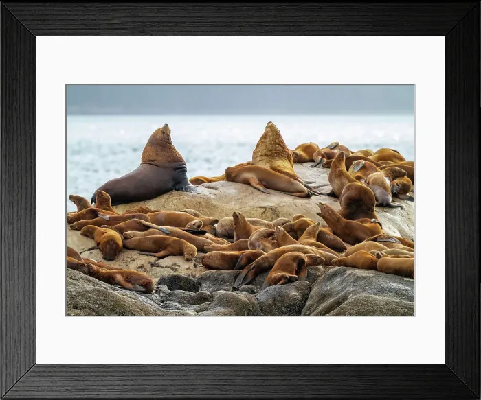 Framed Print : Northern sea lions (Eumetopias jubatus) hauled out on South Marble Island in Glacier Bay National Park, UNESCO World Heritage Site, Alaska, United States of America, North America Framed Print : Northern sea lions (Eumetopias jubatus) hauled out on South Marble Island in Glacier Bay National Park, UNESCO World Heritage Site, Alaska, United States of America, North America
