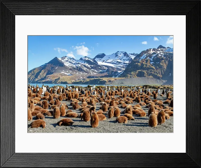 Framed Print : Adult and okum boy king penguins (Aptenodytes patagonicus) at breeding colony at Gold Harbor, South Georgia, Polar Regions Framed Print : Adult and okum boy king penguins (Aptenodytes patagonicus) at breeding colony at Gold Harbor, South Georgia, Polar Regions