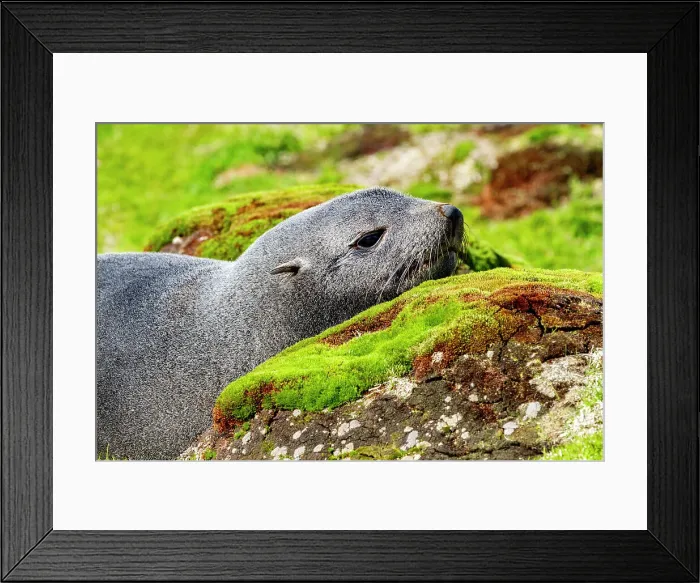 Framed Print : Adult Antarctic fur seal (Arctocephalus gazella), in Ocean Harbor on South Georgia Island, Southern Ocean, Polar Regions Framed Print : Adult Antarctic fur seal (Arctocephalus gazella), in Ocean Harbor on South Georgia Island, Southern Ocean, Polar Regions