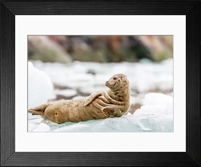 Framed Print : Harbor seal (Phoca vitulina) hauled out on ice calved from South Sawyer Glacier, Southeast Alaska, United States of America, North America Framed Print : Harbor seal (Phoca vitulina) hauled out on ice calved from South Sawyer Glacier, Southeast Alaska, United States of America, North America