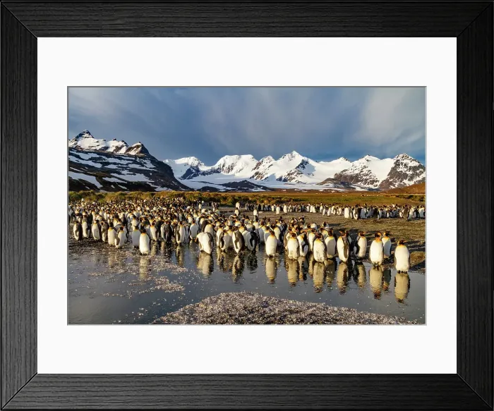 Framed Print : Sunrise on king penguins (Aptenodytes patagonicus) at nesting and breeding colony at Salisbury Plain, South Georgia, Polar Regions Framed Print : Sunrise on king penguins (Aptenodytes patagonicus) at nesting and breeding colony at Salisbury Plain, South Georgia, Polar Regions