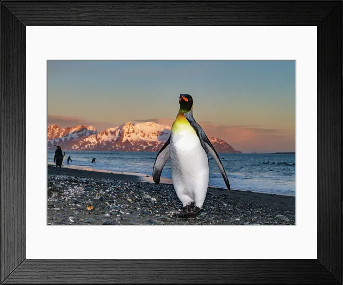 Framed Print : Sunrise on king penguin (Aptenodytes patagonicus) at nesting and breeding colony at Salisbury Plain, South Georgia, Polar Regions Framed Print : Sunrise on king penguin (Aptenodytes patagonicus) at nesting and breeding colony at Salisbury Plain, South Georgia, Polar Regions