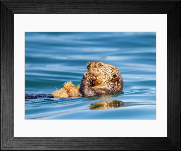 Framed Print : Adult female sea otter (Enhydra lutris kenyoni) eating urchins she has gathered off the sea floor in Inian Pass, Southeastern Alaska, Pacific Ocean, United States of America, North America