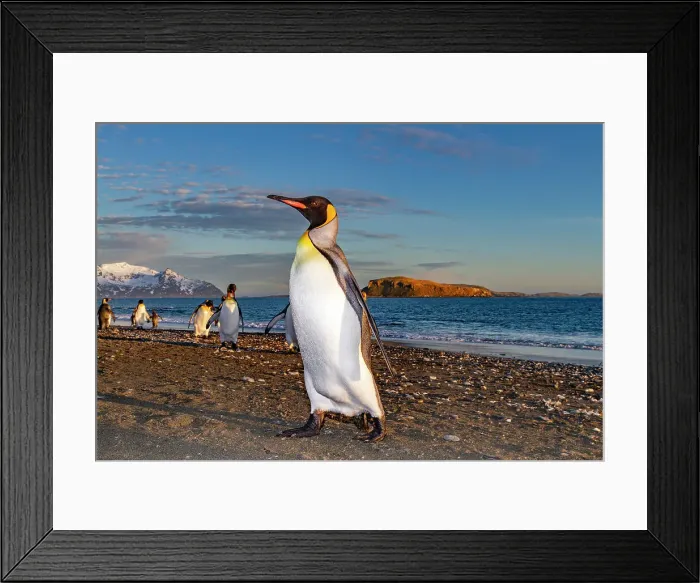 Framed Print : Sunrise on king penguins (Aptenodytes patagonicus) at nesting and breeding colony at Salisbury Plain, South Georgia, Polar Regions Framed Print : Sunrise on king penguins (Aptenodytes patagonicus) at nesting and breeding colony at Salisbury Plain, South Georgia, Polar Regions
