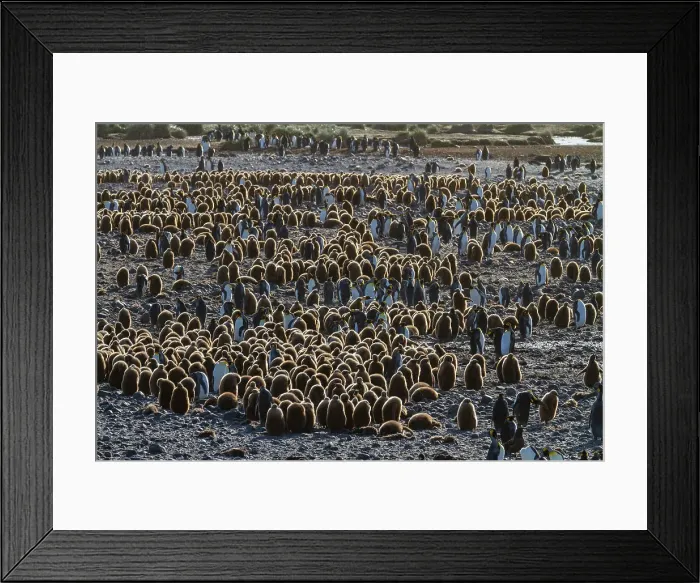 Framed Print : Sunrise on king penguins (Aptenodytes patagonicus) at nesting and breeding colony at Salisbury Plain, South Georgia, Polar Regions Framed Print : Sunrise on king penguins (Aptenodytes patagonicus) at nesting and breeding colony at Salisbury Plain, South Georgia, Polar Regions