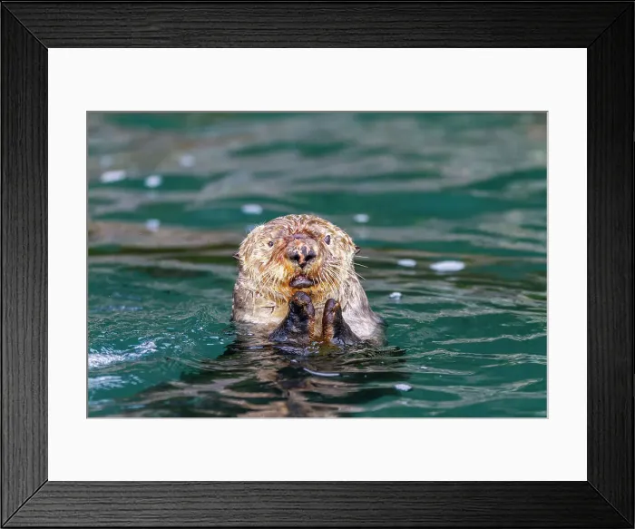 Framed Print : Adult female sea otter (Enhydra lutris kenyoni) eating urchins she has gathered off the sea floor in Inian Pass, Southeastern Alaska, Pacific Ocean, United States of America, North America Framed Print : Adult female sea otter (Enhydra lutris kenyoni) eating urchins she has gathered off the sea floor in Inian Pass, Southeastern Alaska, Pacific Ocean, United States of America, North America