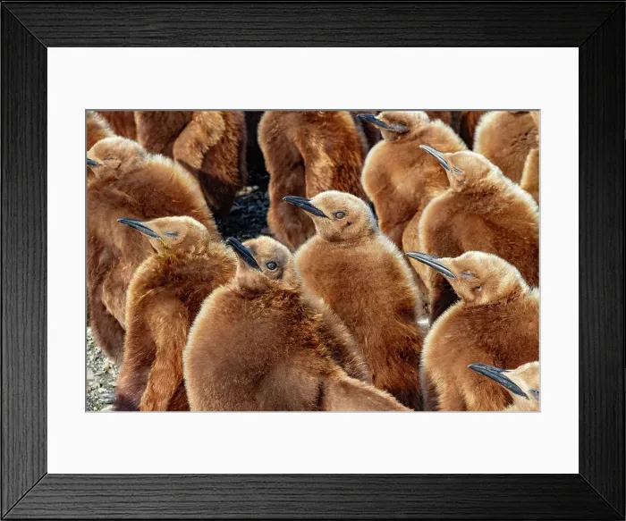 Framed Print : King penguin (Aptenodytes patagonicus) chicks (okum boys) at nesting colony at Salisbury Plain, South Georgia, Polar Regions Framed Print : King penguin (Aptenodytes patagonicus) chicks (okum boys) at nesting colony at Salisbury Plain, South Georgia, Polar Regions