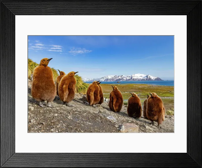 Framed Print : King penguin (Aptenodytes patagonicus) chicks (okum boys) at nesting colony at Salisbury Plain, South Georgia, Polar Regions Framed Print : King penguin (Aptenodytes patagonicus) chicks (okum boys) at nesting colony at Salisbury Plain, South Georgia, Polar Regions