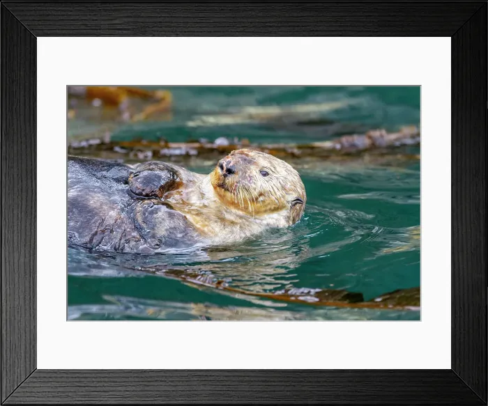 Framed Print : Adult female sea otter (Enhydra lutris kenyoni) swimming in Inian Pass, Southeastern Alaska, Pacific Ocean, United States of America, North America