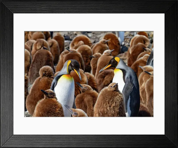Framed Print : Adult king penguins (Aptenodytes patagonicus) amongst chicks (okum boys) at Salisbury Plain, South Georgia, Polar Regions Framed Print : Adult king penguins (Aptenodytes patagonicus) amongst chicks (okum boys) at Salisbury Plain, South Georgia, Polar Regions