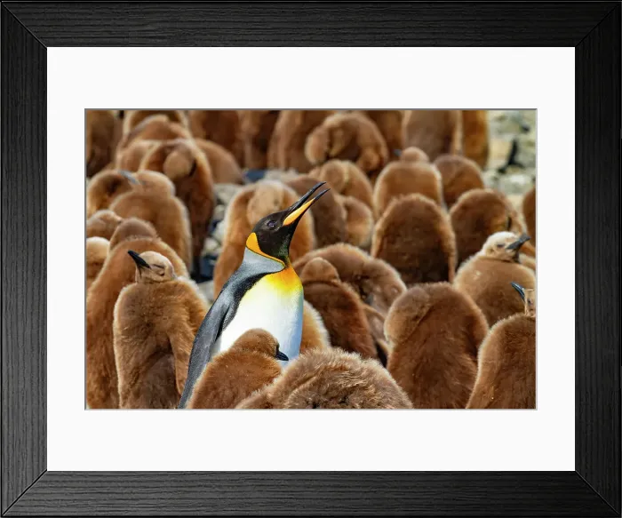 Framed Print : Adult king penguins (Aptenodytes patagonicus) amongst chicks (okum boys) at Salisbury Plain, South Georgia, Polar Regions Framed Print : Adult king penguins (Aptenodytes patagonicus) amongst chicks (okum boys) at Salisbury Plain, South Georgia, Polar Regions