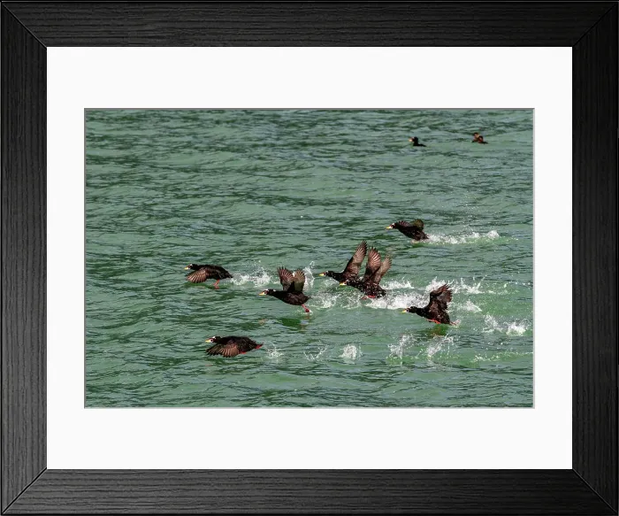 Framed Print : Adult surf scoters (Melanitta perspicillata) in flight in Glacier Bay National Park, UNESCO World Heritage Site, Southeast Alaska, Pacific Ocean, United States of America, North America Framed Print : Adult surf scoters (Melanitta perspicillata) in flight in Glacier Bay National Park, UNESCO World Heritage Site, Southeast Alaska, Pacific Ocean, United States of America, North America