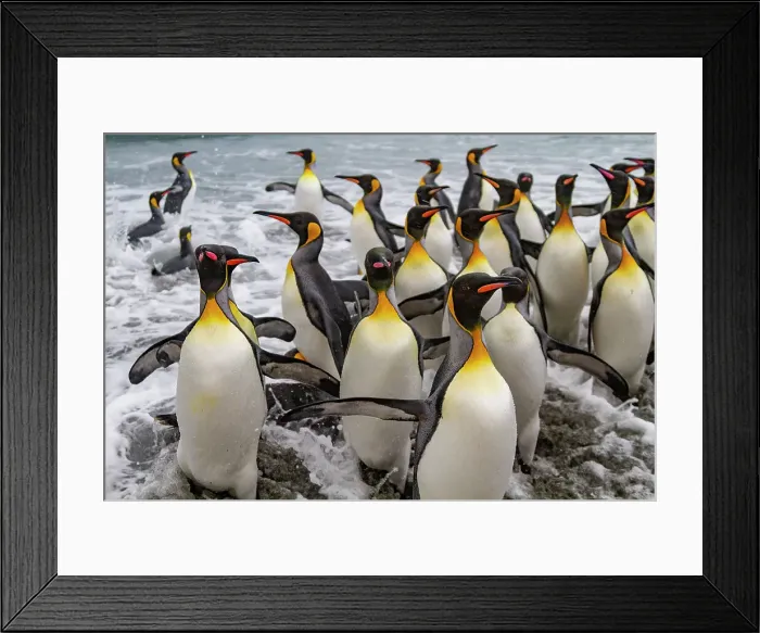 Framed Print : Adult king penguins (Aptenodytes patagonicus) returning from sea to the breeding colony at Salisbury Plain, South Georgia, Polar Regions Framed Print : Adult king penguins (Aptenodytes patagonicus) returning from sea to the breeding colony at Salisbury Plain, South Georgia, Polar Regions