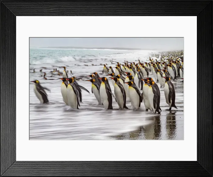 Framed Print : Creative motion blur image of adult king penguins (Aptenodytes patagonicus) returning to the sea on South Georgia, Polar Regions Framed Print : Creative motion blur image of adult king penguins (Aptenodytes patagonicus) returning to the sea on South Georgia, Polar Regions