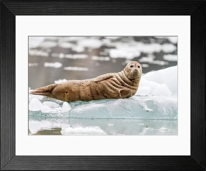 Framed Print : Harbor seal (Phoca vitulina) hauled out on ice calved from South Sawyer Glacier, Southeast Alaska, United States of America, North America Framed Print : Harbor seal (Phoca vitulina) hauled out on ice calved from South Sawyer Glacier, Southeast Alaska, United States of America, North America