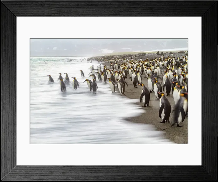Framed Print : Creative motion blur image of adult king penguins (Aptenodytes patagonicus) returning to the sea on South Georgia, Polar Regions Framed Print : Creative motion blur image of adult king penguins (Aptenodytes patagonicus) returning to the sea on South Georgia, Polar Regions