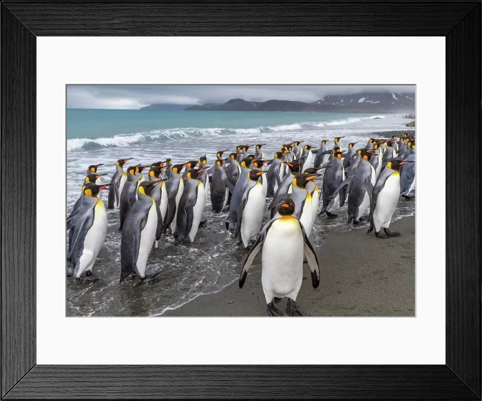 Framed Print : Adult king penguins (Aptenodytes patagonicus) returning from sea to the nesting colony at Salisbury Plain, South Georgia, Polar Regions Framed Print : Adult king penguins (Aptenodytes patagonicus) returning from sea to the nesting colony at Salisbury Plain, South Georgia, Polar Regions