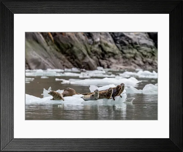 Framed Print : Harbor seals (Phoca vitulina) hauled out on ice calved from South Sawyer Glacier, Southeast Alaska, United States of America, North America