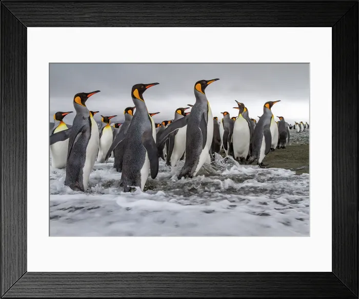 Framed Print : Adult king penguins (Aptenodytes patagonicus) returning from sea to the nesting colony at Salisbury Plain, South Georgia, Polar Regions Framed Print : Adult king penguins (Aptenodytes patagonicus) returning from sea to the nesting colony at Salisbury Plain, South Georgia, Polar Regions