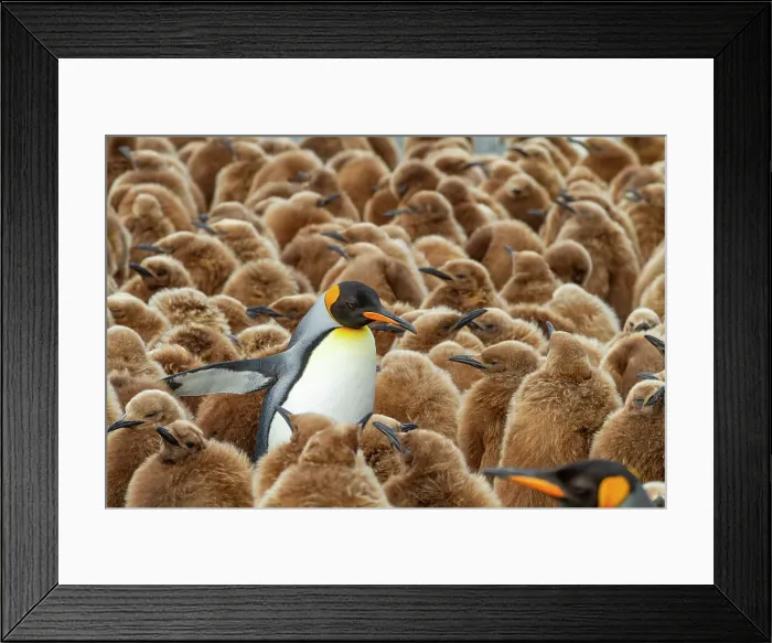 Framed Print : Adult king penguin (Aptenodytes patagonicus) amongst chicks at breeding colony at Gold Harbour, South Georgia Island, Polar Regions Framed Print : Adult king penguin (Aptenodytes patagonicus) amongst chicks at breeding colony at Gold Harbour, South Georgia Island, Polar Regions