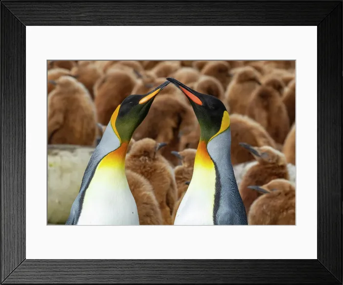 Framed Print : Adult king penguin (Aptenodytes patagonicus) amongst chicks at breeding colony at Gold Harbour, South Georgia Island, Polar Regions Framed Print : Adult king penguin (Aptenodytes patagonicus) amongst chicks at breeding colony at Gold Harbour, South Georgia Island, Polar Regions