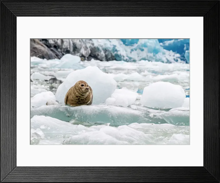 Framed Print : Harbor seal (Phoca vitulina) hauled out on ice calved from South Sawyer Glacier, Southeast Alaska, United States of America, North America Framed Print : Harbor seal (Phoca vitulina) hauled out on ice calved from South Sawyer Glacier, Southeast Alaska, United States of America, North America